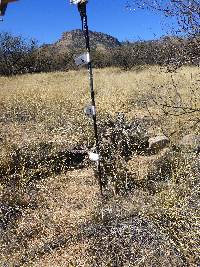 Cylindropuntia spinosior image