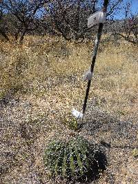 Ferocactus wislizeni image