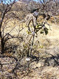 Cylindropuntia spinosior image