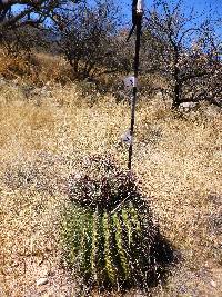 Ferocactus wislizeni image