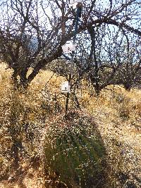 Ferocactus wislizeni image