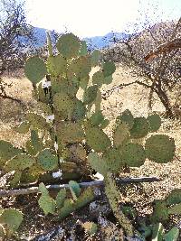 Opuntia engelmannii image