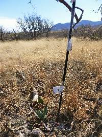 Opuntia engelmannii image