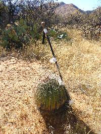 Ferocactus wislizeni image