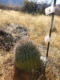 Ferocactus wislizeni image