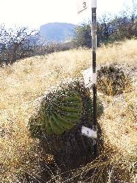 Ferocactus wislizeni image