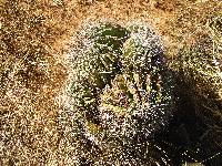 Ferocactus wislizeni image