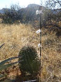 Ferocactus wislizeni image