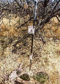 Opuntia engelmannii image