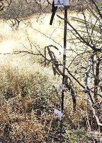 Cylindropuntia spinosior image