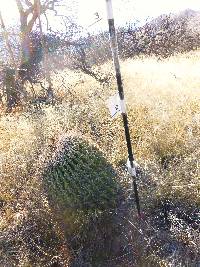 Ferocactus wislizeni image