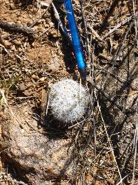 Mammillaria grahamii image