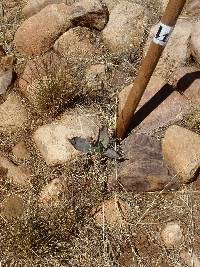 Agave schottii image