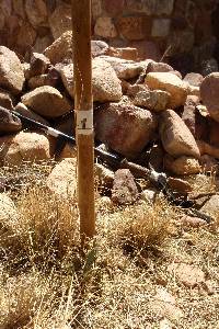 Opuntia engelmannii image