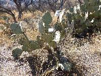 Opuntia engelmannii image