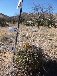 Ferocactus wislizeni image