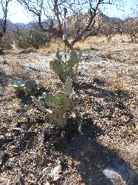 Ferocactus wislizeni image