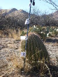 Ferocactus wislizeni image