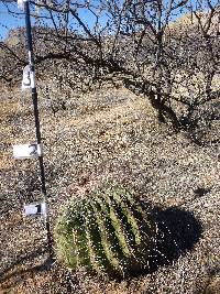 Ferocactus wislizeni image