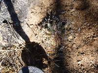 Ferocactus wislizeni image