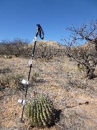 Ferocactus wislizeni image