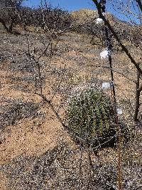 Ferocactus wislizeni image