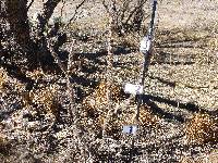 Cylindropuntia spinosior image