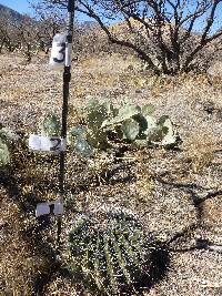 Ferocactus wislizeni image