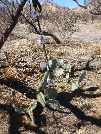 Opuntia engelmannii image