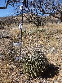 Ferocactus wislizeni image