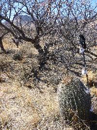 Ferocactus wislizeni image