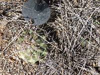 Ferocactus wislizeni image