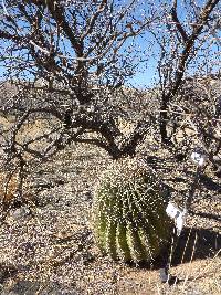 Ferocactus wislizeni image