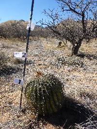 Ferocactus wislizeni image