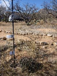 Ferocactus wislizeni image