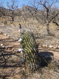 Ferocactus wislizeni image