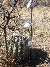 Ferocactus wislizeni image