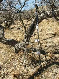 Cylindropuntia spinosior image