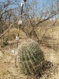 Ferocactus wislizeni image