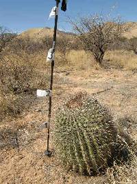 Ferocactus wislizeni image