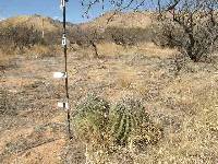 Ferocactus wislizeni image