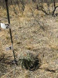 Ferocactus wislizeni image