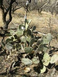 Opuntia engelmannii image