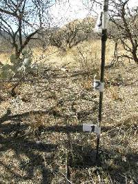 Ferocactus wislizeni image