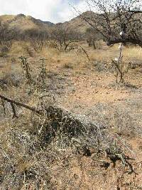 Cylindropuntia spinosior image