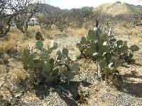 Opuntia engelmannii image