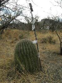 Ferocactus wislizeni image