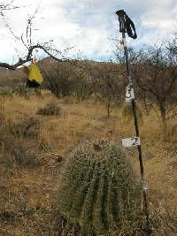 Ferocactus wislizeni image