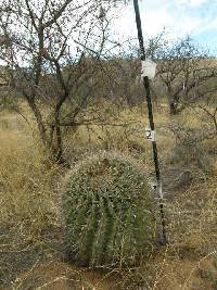 Ferocactus wislizeni image