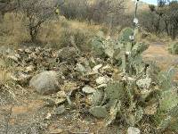 Opuntia engelmannii image